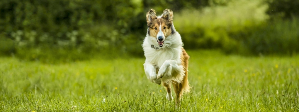 "Lassie, wróć!" - w kinach od 20 sierpnia