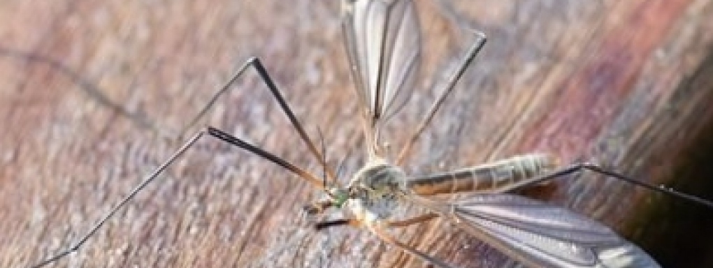 Komary - jak chronić dzieci przed ukąszeniami?