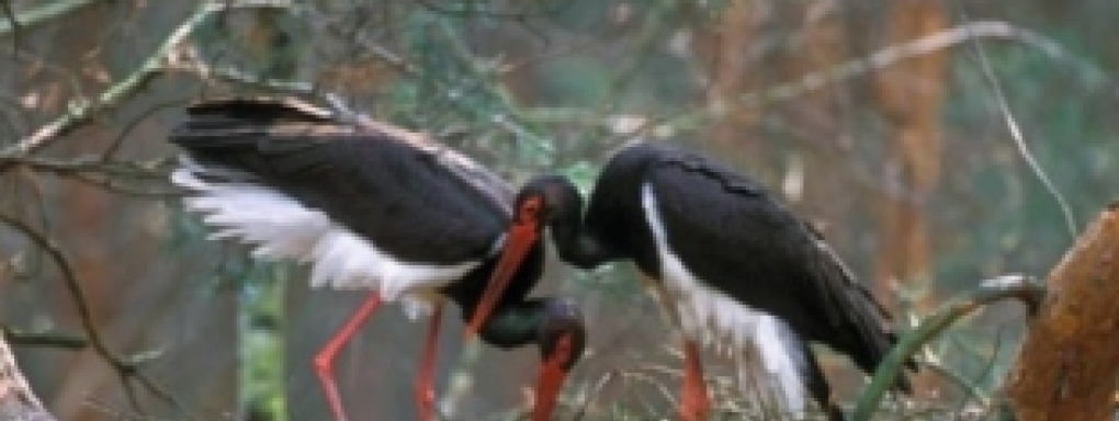 Ptaki Lubelszczyzny - wystawa fotografii