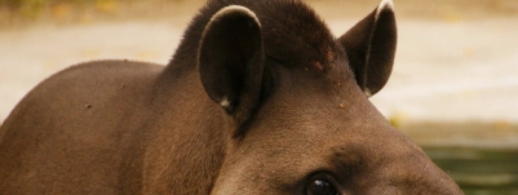 Tapir tapira, czyli Dzień Tapira w Łódzkim zoo