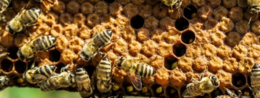 O pszczołach, miodzie i wosku od starożytności do teraźniejszości 