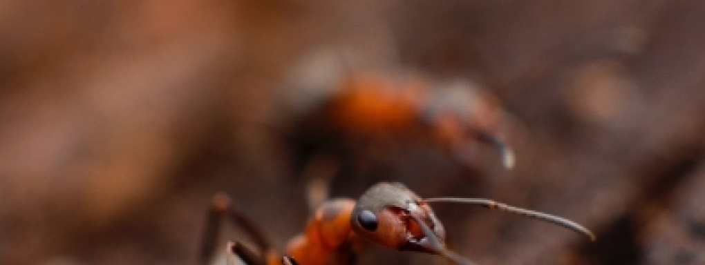 Czy mrówki chodzą do szkoły? Rodzinny pokaz naukowy