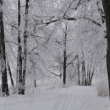 Przyroda polska - na progu śmierci: sen zimowy