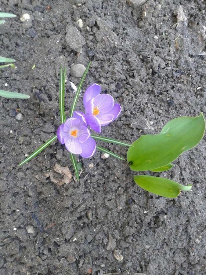 Razem, bo najcenniejszy jest wspólny czas... Wiosna, ach to Ty! (zakończony)