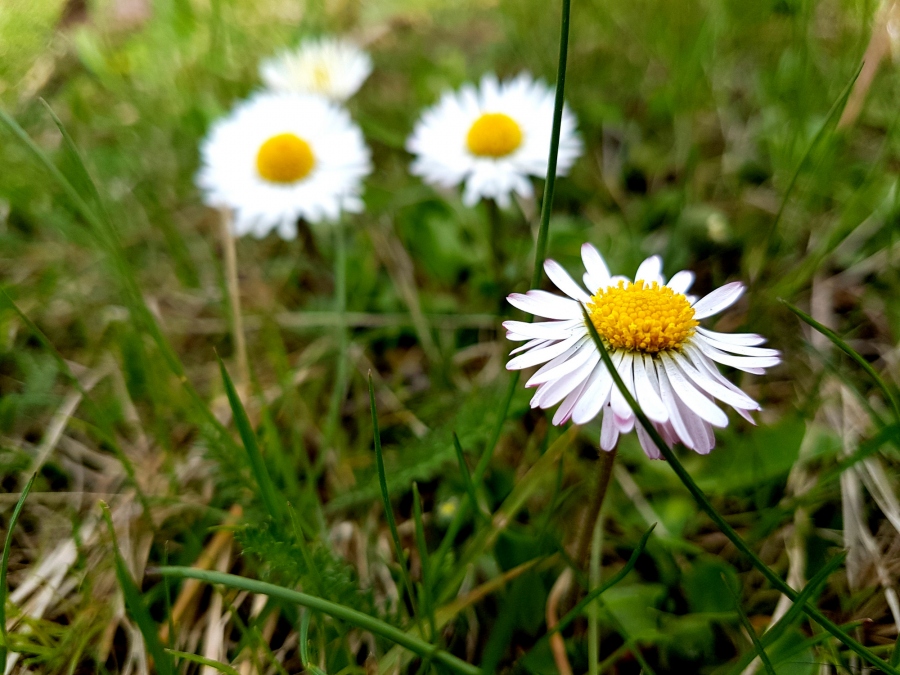 Wiosna, ach to Ty! - konkurs fotograficzny (zakończony)