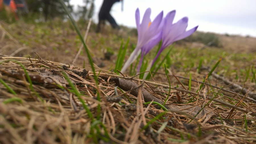 Wiosna, ach to Ty! - konkurs fotograficzny (zakończony)