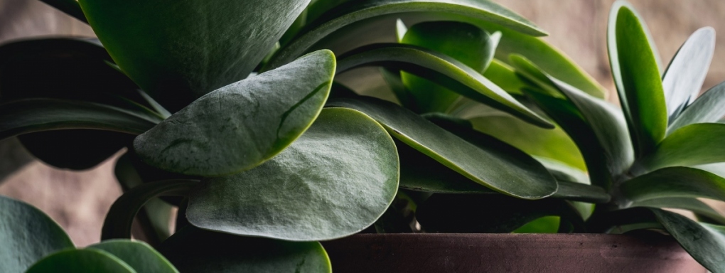 10 roślin, które oczyszczają powietrze