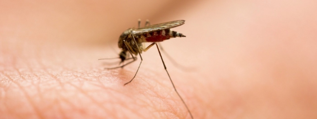 Jakie są naturalne metody zapobiegające ukąszeniom przez komary?