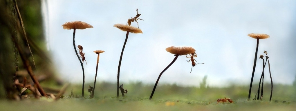 Domowa hodowla mrówek - jak pomóc dziecku rozwijać pierwszą kolonię? Poradnik