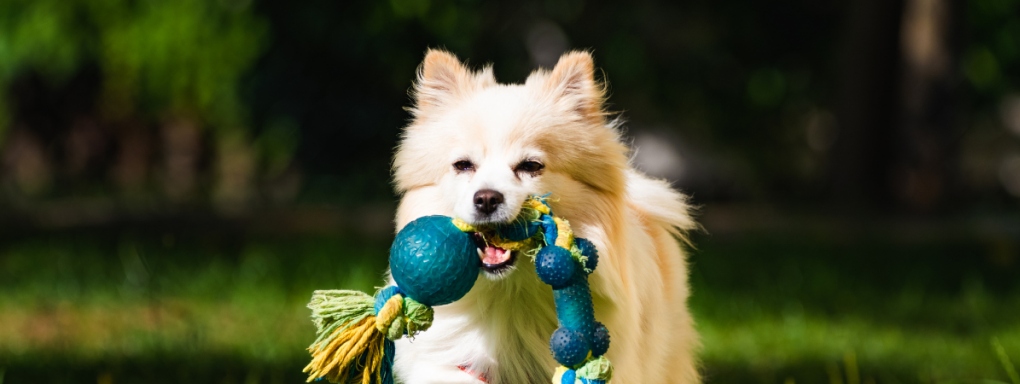 Zabawki dla psów - jaką zabawkę dla psa wybrać?