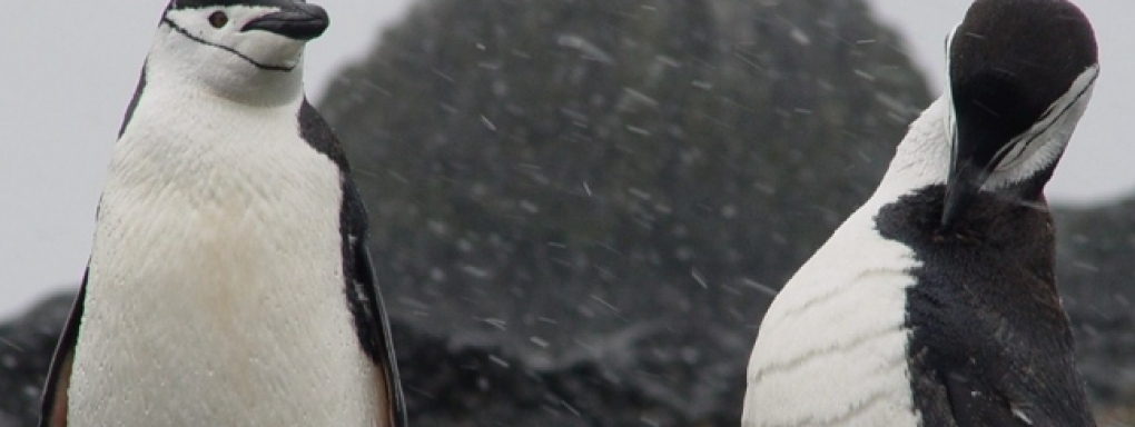 Przyjacielskie pingwiny - kilka zaskakujących faktów