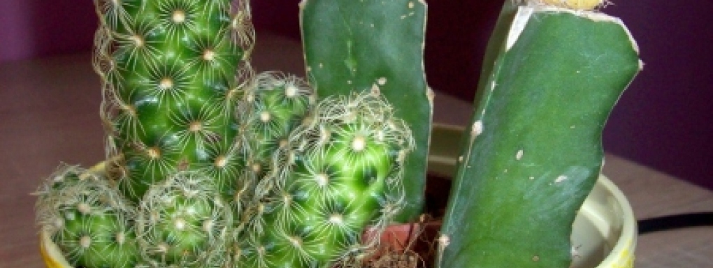 Ozdobna doniczka na kaktusy