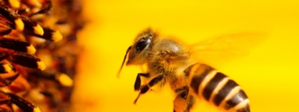 Ekosystem: Otwarte Warsztaty Pszczelarskie