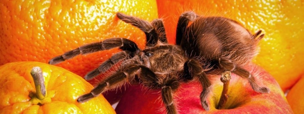 Fascynujący świat pająków i skorpionów. Wystawa