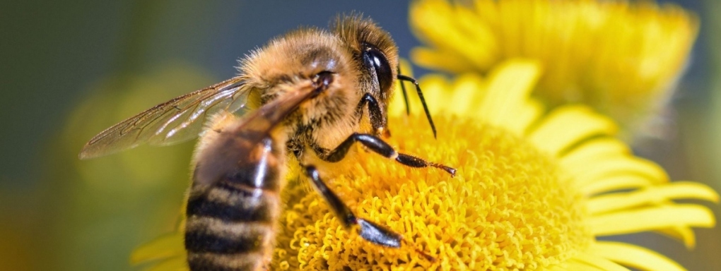 Młodzi przyrodnicy na tropie pszczelich tajemnic